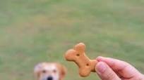 Homemade Sweet Potato Dog Treats (For Small Dogs) Homemade Sweet Potato Dog Treats (For Small Dogs)