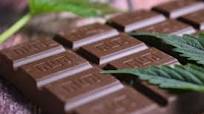 Cannabis infused chocolates recipe Cannabis infused chocolates recipe