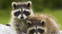 Crock Pot Raccoon Crock Pot Raccoon