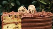 Chocolate Chip Cake (A Cake Mix Recipe) Chocolate Chip Cake (A Cake Mix Recipe)