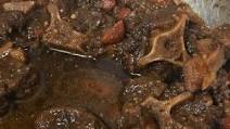 Jamaican Oxtail Jamaican Oxtail