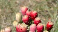 Prickly Pear Margarita for Valentine's Day Prickly Pear Margarita for Valentine's Day