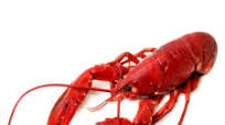 Red Lobster Lobster Pizza Red Lobster Lobster Pizza