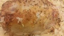 Recipe of Super Quick Homemade Polish Pork Loin Recipe of Super Quick Homemade Polish Pork Loin
