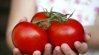 Tomato Sandwich Recipe Tomato Sandwich Recipe