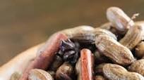 Chinese Boiled Peanuts Recipe Chinese Boiled Peanuts Recipe
