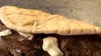 Traditional Greek Gyro Recipe Traditional Greek Gyro Recipe