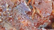 Easy Slow Cooker Ribs Easy Slow Cooker Ribs
