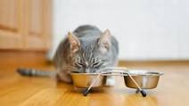 Easy And Quick Chicken Cat Food Easy And Quick Chicken Cat Food