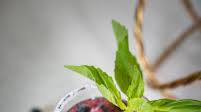 DAMN GOOD Blueberry Basil Margarita DAMN GOOD Blueberry Basil Margarita