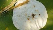Bhakri (Indian Unleavened Rice Bread) Recipe Bhakri (Indian Unleavened Rice Bread) Recipe