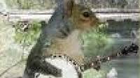 Sweet Baked Squirrel Recipe Sweet Baked Squirrel Recipe