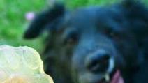 Broth Gummies for Dogs Broth Gummies for Dogs
