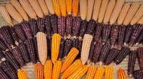 Maíz: el alimento que representa nuestra identidad mexicana Maíz: el alimento que representa nuestra identidad mexicana