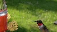 Ready-to-serve Hummingbird Nectar Recipe Ready-to-serve Hummingbird Nectar Recipe