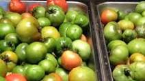 Green Tomato Chutney Green Tomato Chutney