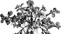Dorothy Hartley’s good watercress sandwich. Dorothy Hartley’s good watercress sandwich.