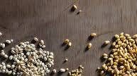 Basic Cooking Method for Kamut Basic Cooking Method for Kamut