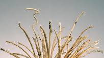 Bread Sticks (Grissini) Recipe Bread Sticks (Grissini) Recipe