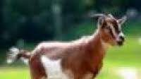 Slow Roasted Goat Leg Recipe Slow Roasted Goat Leg Recipe
