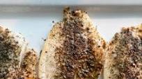 Easy Oven Baked Tilapia Fillets Easy Oven Baked Tilapia Fillets