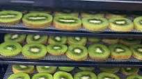 Dehydrating Kiwi Dehydrating Kiwi