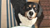 Instant Pot Dog Food Instant Pot Dog Food