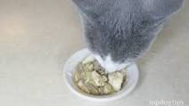 Cheap Homemade Cat Food Recipe Cheap Homemade Cat Food Recipe