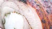 Italian Porchetta Italian Porchetta