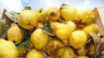 Cooking Quince, Made Easy Cooking Quince, Made Easy