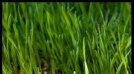 Wheatgrass Juice power punch Wheatgrass Juice power punch
