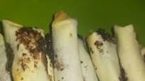 Piscok tanpa pisang Piscok tanpa pisang