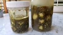 Probiotic Pepper Rings Premium PD Recipe Probiotic Pepper Rings Premium PD Recipe