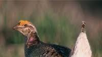 Sharptail Recipe Sharptail Recipe