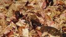 Alabama-Style BBQ Sauce Alabama-Style BBQ Sauce