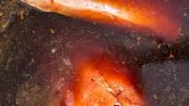 Smoked Salmon Brine + How-To Video Smoked Salmon Brine + How-To Video