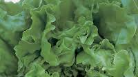 Chunky Green Salad Chunky Green Salad