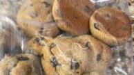 chocolate chip cookies with almond flour chocolate chip cookies with almond flour