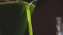 Everyday Green Juice Everyday Green Juice