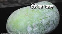 Petha | Ash Gourd | Kumahara Petha | Ash Gourd | Kumahara