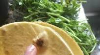 Low Carb Coconut and Almond Flour Tortillas Low Carb Coconut and Almond Flour Tortillas