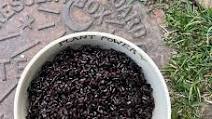 Instant Pot Black Rice Instant Pot Black Rice