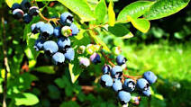 Best Blueberry Jam Recipe Best Blueberry Jam Recipe