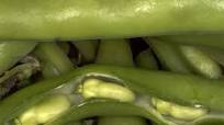 Fava bean hummus Recipe Fava bean hummus Recipe