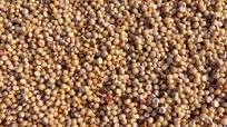 Instant Pot Sorghum Instant Pot Sorghum