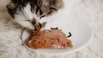 Chicken and Rice Diet Chicken and Rice Diet