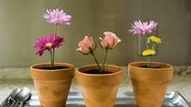 Flower Pot Desserts Flower Pot Desserts