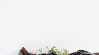 Balsamic Glazed Pork Chops Balsamic Glazed Pork Chops
