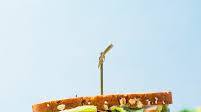 Avocado Club Sandwich Avocado Club Sandwich