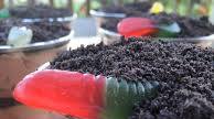 Oreo Dirt Cake Cups Oreo Dirt Cake Cups